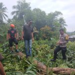 ​Pohon Tumbang Timpa Rumah Warga di Desa Kading Barru, Tiang Listrik Turut Terdampak