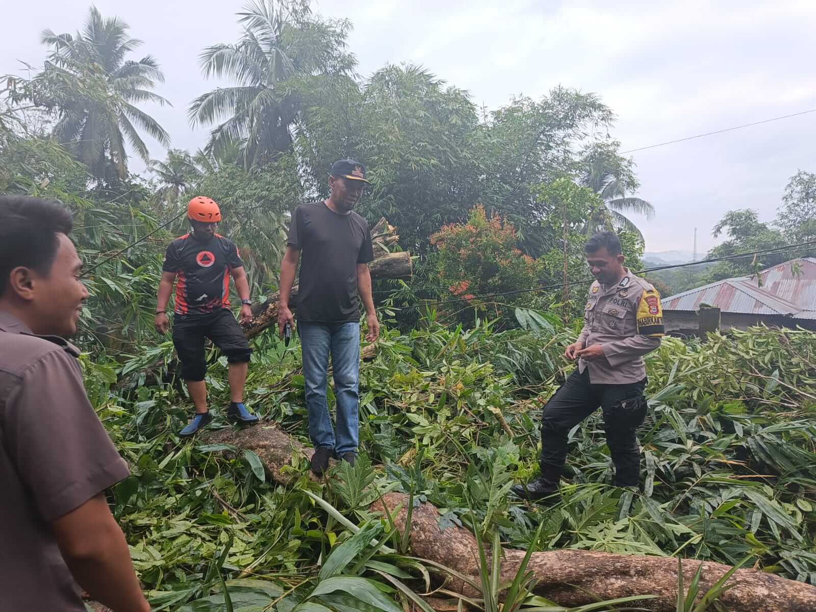 ​Pohon Tumbang Timpa Rumah Warga di Desa Kading Barru, Tiang Listrik Turut Terdampak