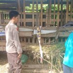 ​Kambingnya Hilang Empat Ekor, Warga Soppeng Riaja Melapor ke Polres Barru